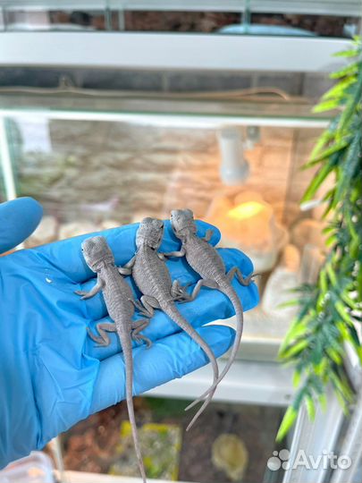 Бородатая агама Зеро и Гет Зеро