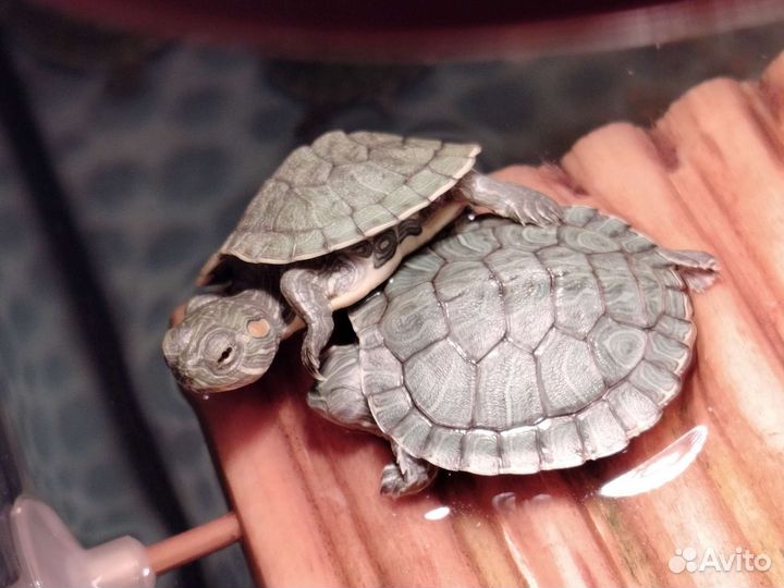 Красноухая черепаха, корм