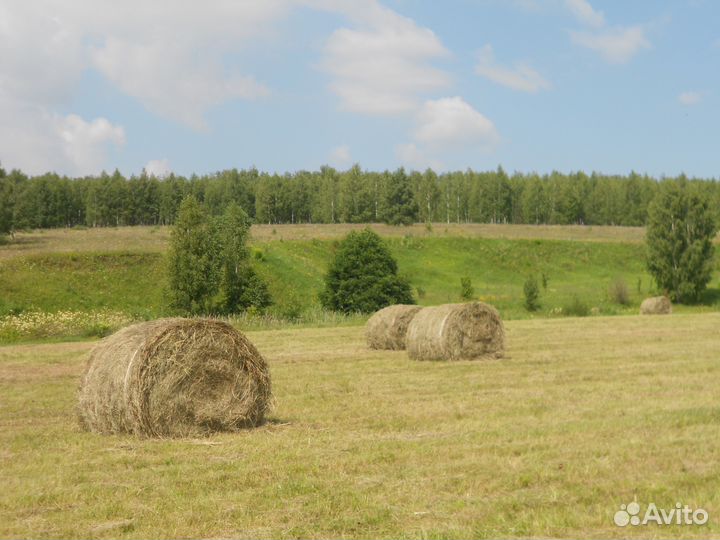 Сено-Солома в Урицком