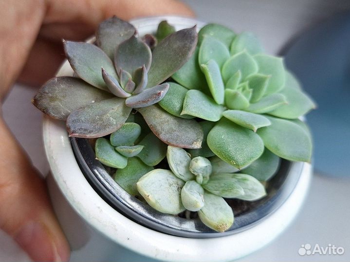 Суккуленты