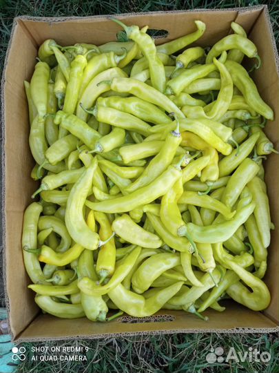 Перец цицак свежий