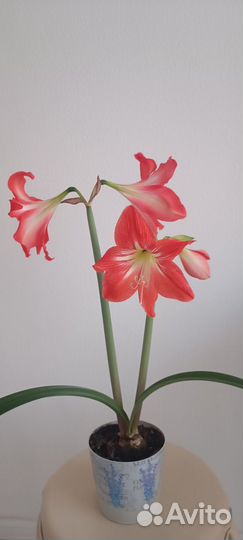 Гипераструмы