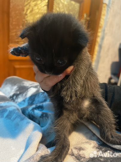 Маскарадные котята