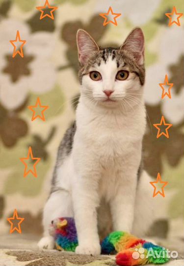 Котенок Проша