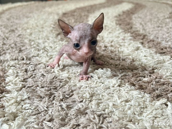 Донской сфинкс