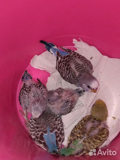 Птенцы волнистых попугаев