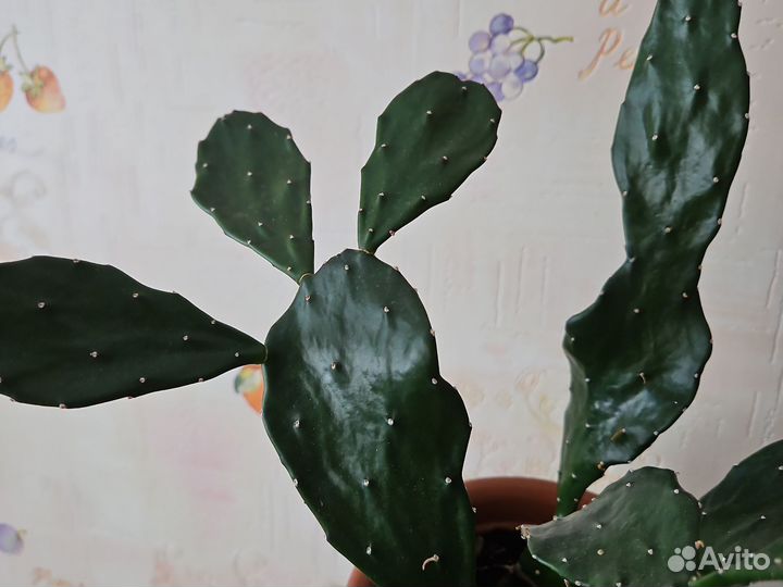 Кактус Опунция Киприот