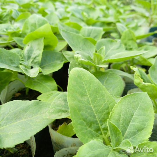 Бархатцы, лобелия, алисимус и многое другое