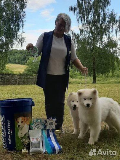 Кобель для вязки (самоед)