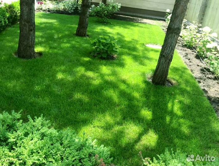Рулонный газон от производителя
