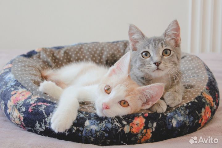 Котенок- девочка (2,5-3 мес) ищет дом