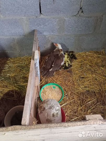 Индоутка мускусная утка