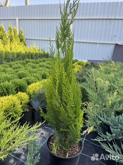 Питомник растений