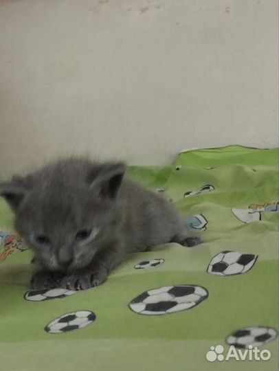Отдам за кошачий наполнитель
