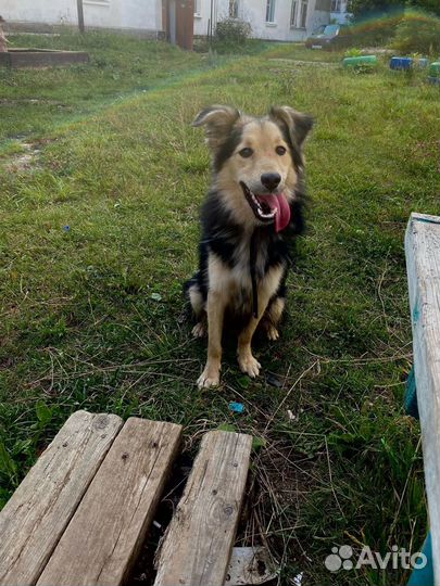 Собака в добрые руки отдам бесплатно