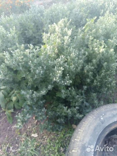 Хризантема корейская