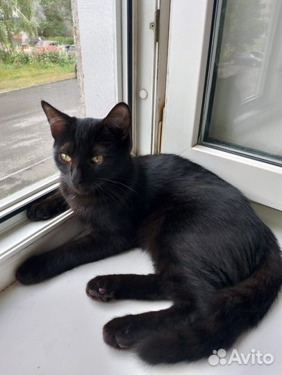 Отдадим котёнка в добрые руки