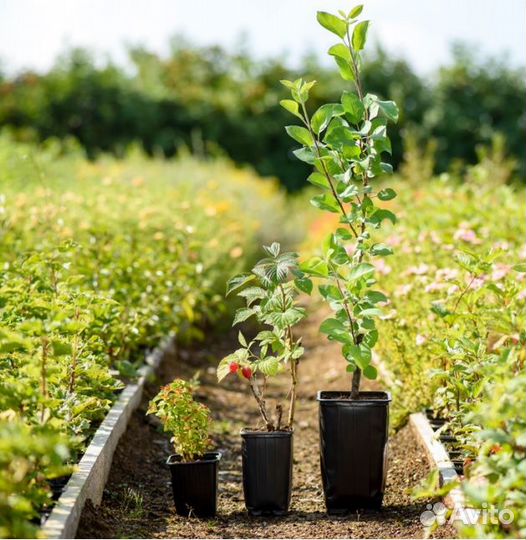 Жимолость Блю Банана, саженцы зкс, Сады Урала