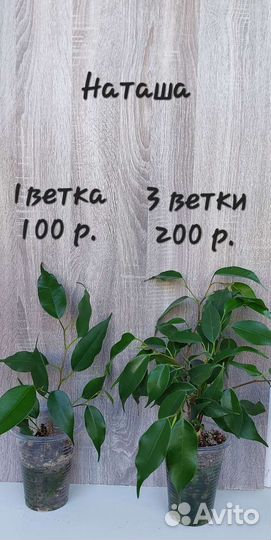 Фикусы разные