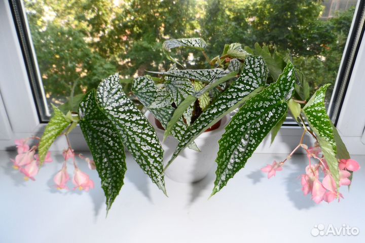 Бегония кейн Вайт Айс (Белый лёд)