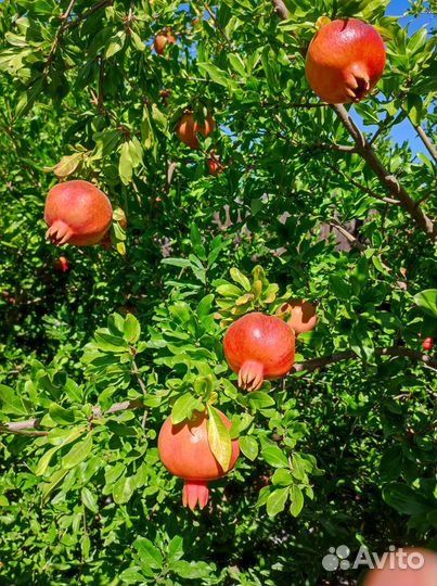 Саженцы узбекского граната в контейнере
