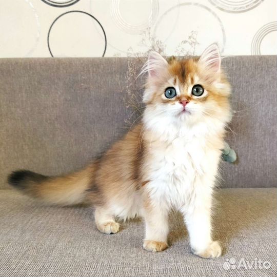 Кошечка хайленд