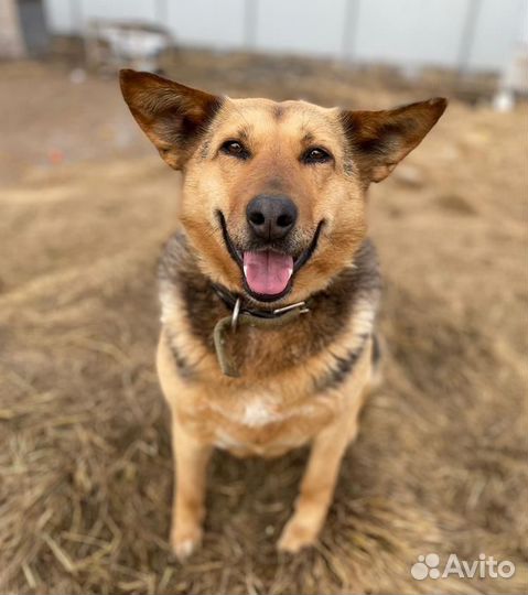 Мальта - собака - оптимистка