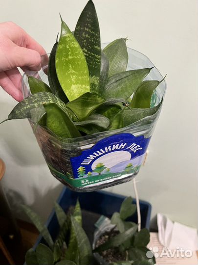 Сансевиерия