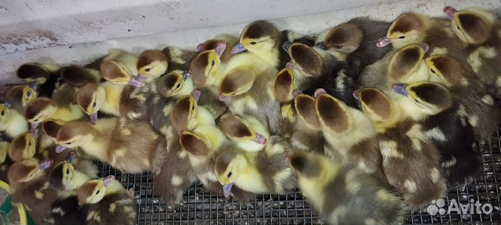 Мускусные утята индоутки