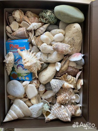 Морские ракушки раковины