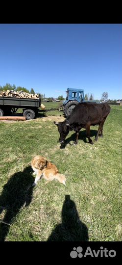 Коровы дойные молочные