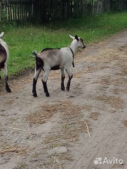 Коза дойная
