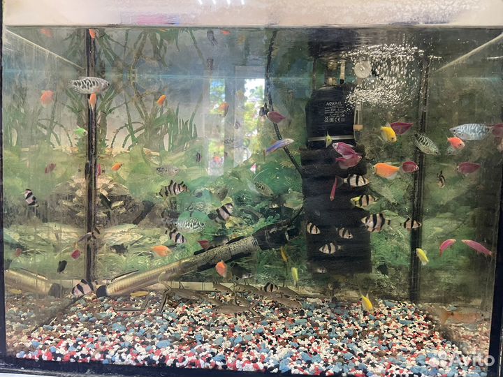 Аквариумные рыбки