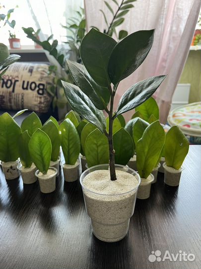 Замиокулькас