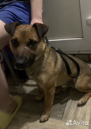 Отдам щенка в добрые руки