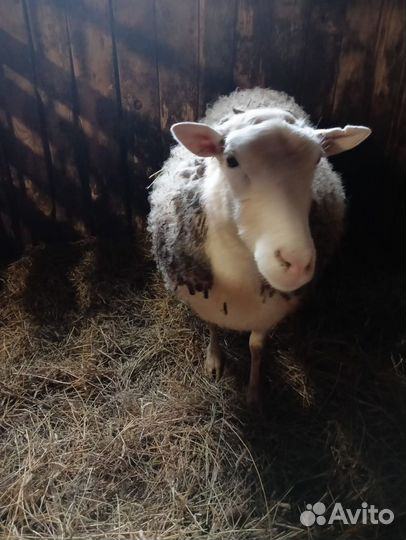 Овцы бараны