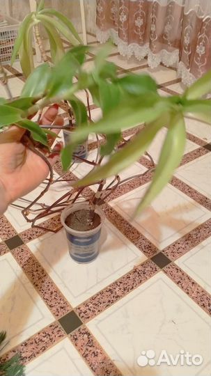 Растение золотой ус