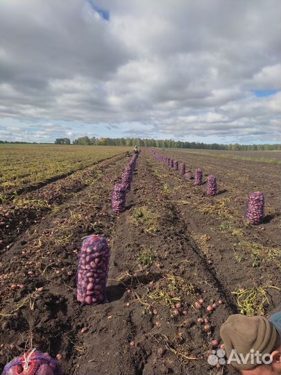 Продам картофель новый урожай с доставкой