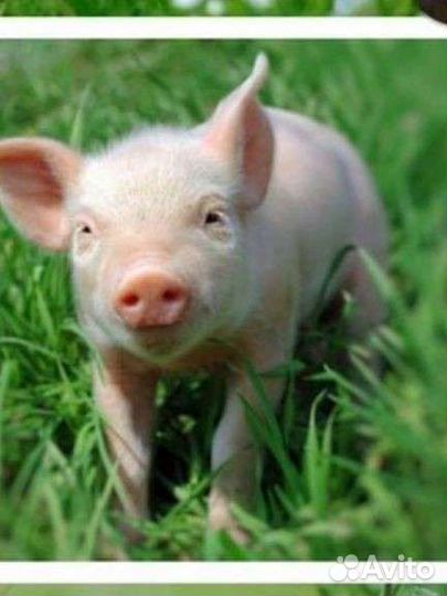 Свиньи, козы, овцы, коровы