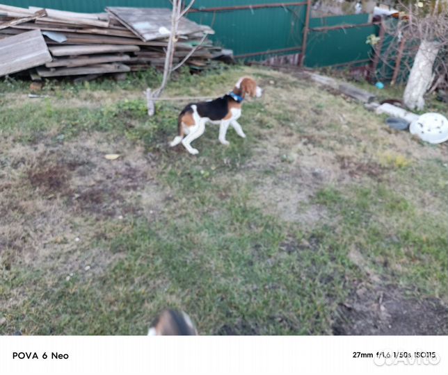 Выжлец эстонской гончей