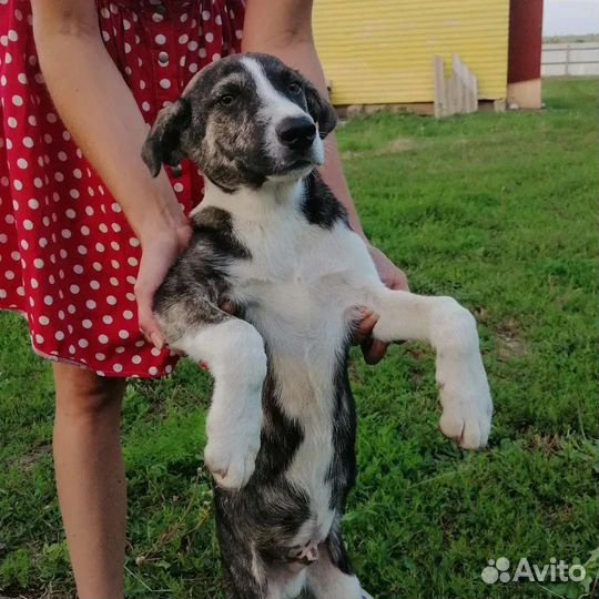 Султан ищет дом