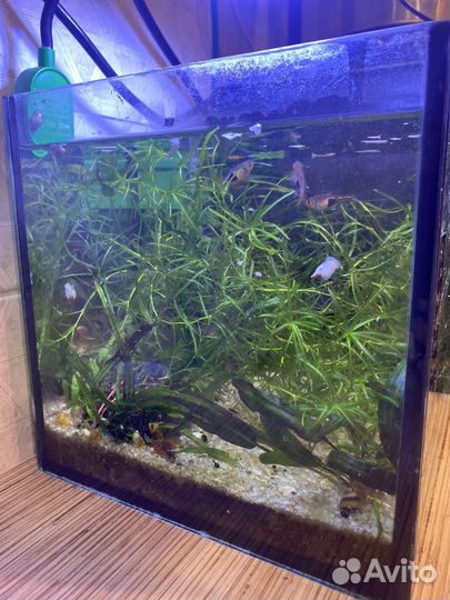 Акавариум