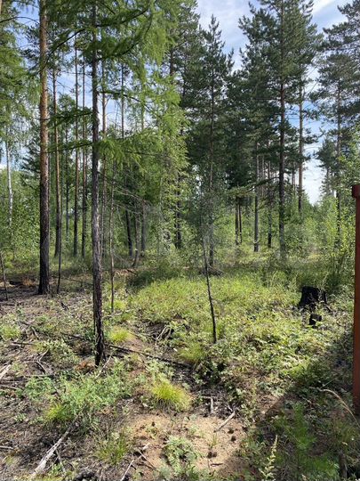 Участок 10 сот. (ИЖС)