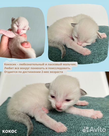 Кошка и котята в добрые руки