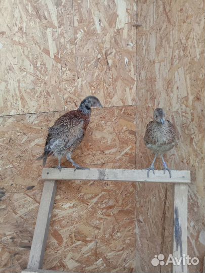 Фазан охотничий