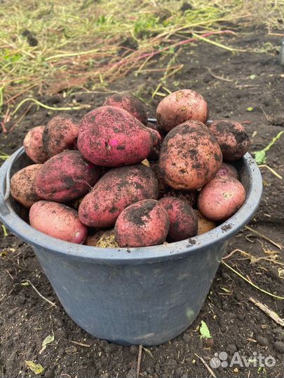 Продам картофель