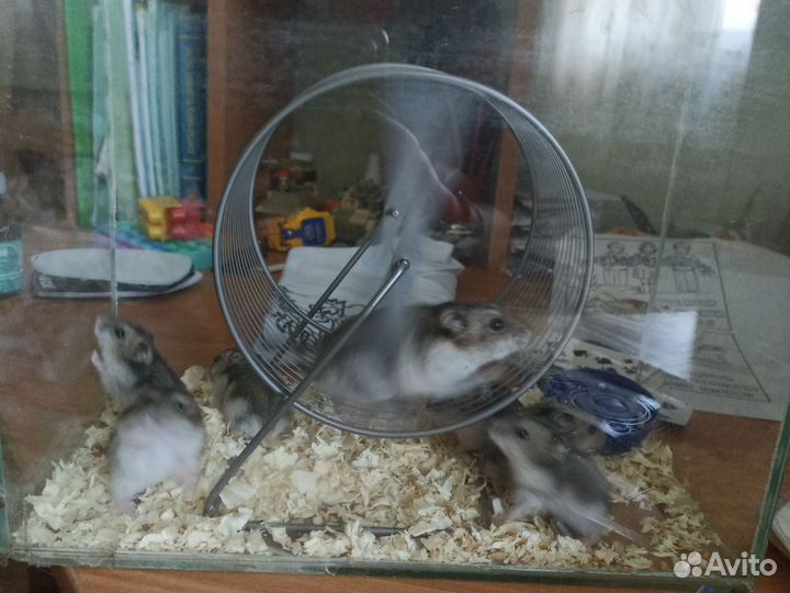 Хомяки джунгарики