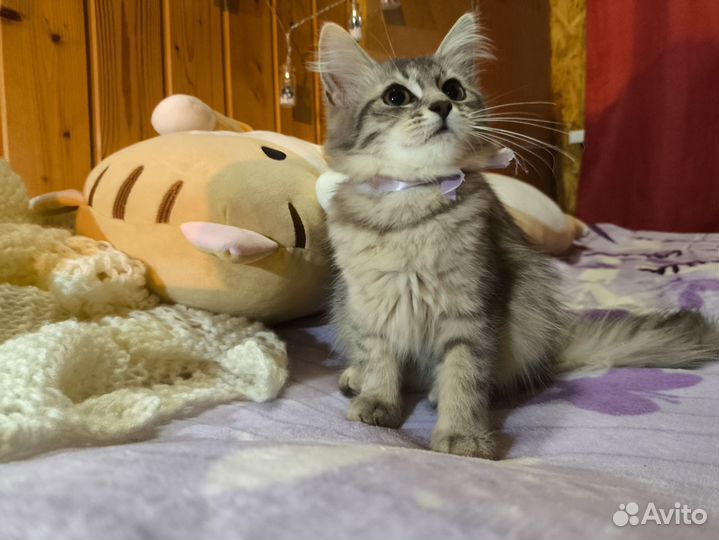 Сибирский котёнок