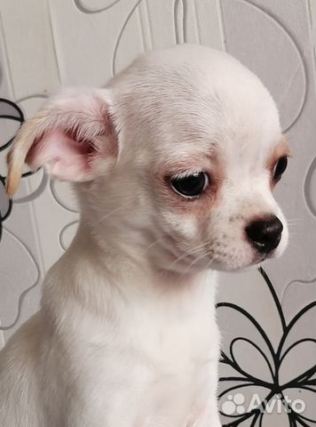 чихуахуа тюмень