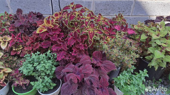 Колеусы вегетативные